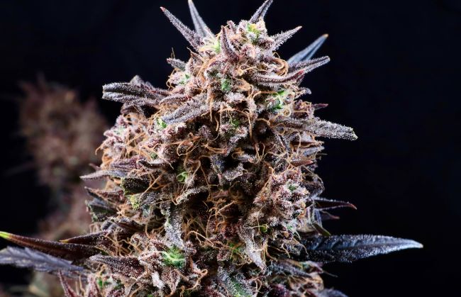 Closeup of a green brown frosty bud.