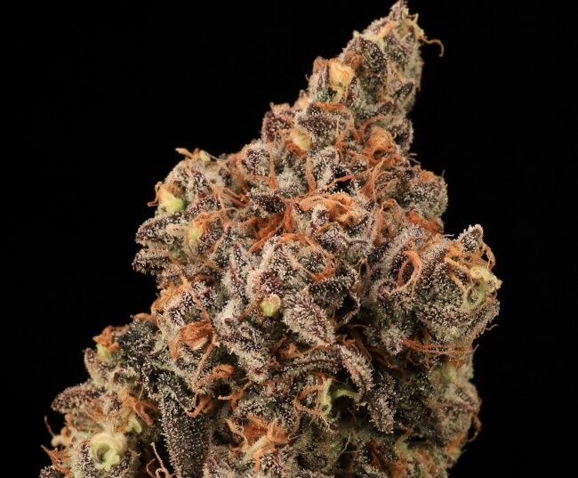 A close-up of a dried cannabis bud with dense trichome coverage, showing orange pistils and a mix of green, brown, and gray tones against a solid black background.