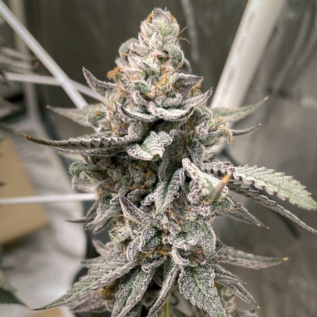Close-up of a cannabis plant with frost on its leaves.