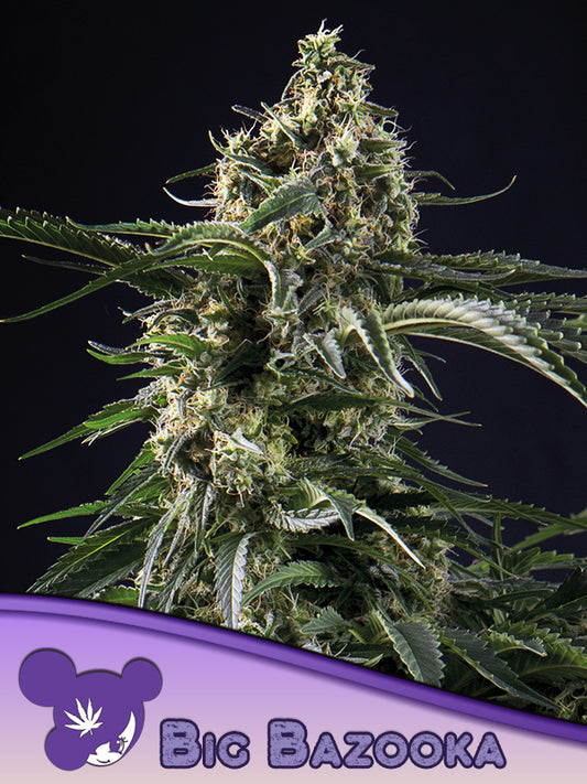 Closeup of a frosty green bud.