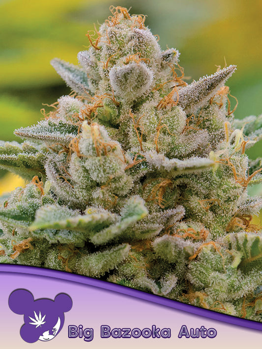 Closeup of a frosty green bud.