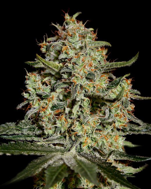 Close-up of a cannabis plant with a black background