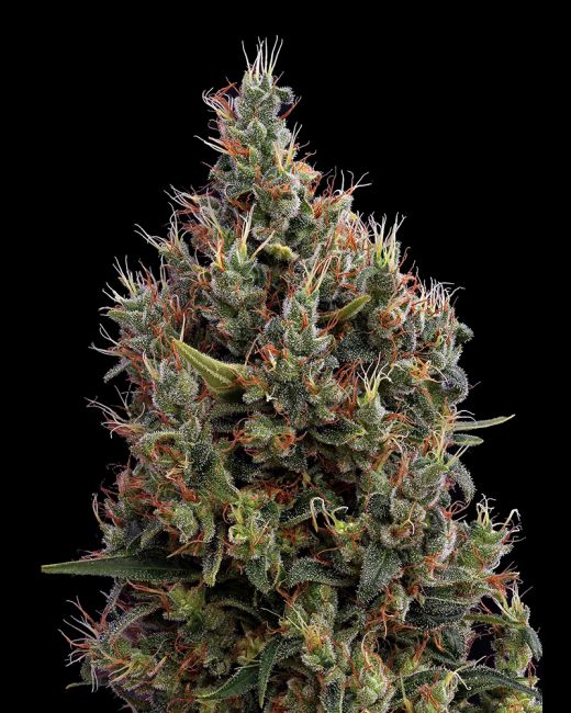 Close-up of a cannabis plant with a black background
