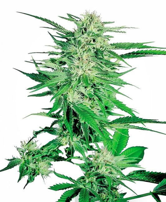 Close-up of a cannabis plant with green leaves and buds on a white background