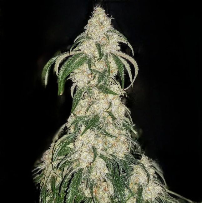 Big Fat N' Fruity - Ethos Genetics
