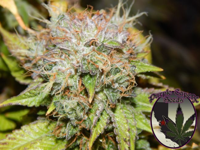 Close-up of a cannabis plant with visible trichomes and 'Purple Emperor Seeds' logo.
