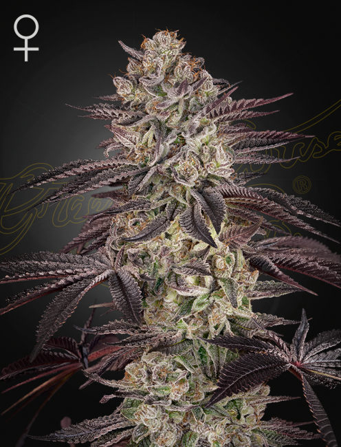 Close-up of a cannabis plant with a dark background
