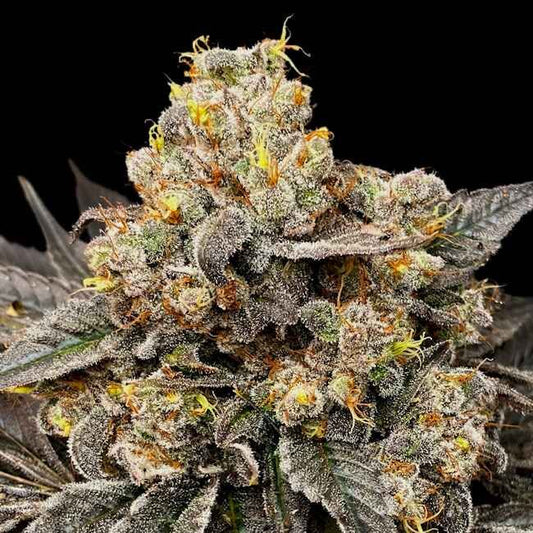 Close-up of a cannabis plant with a black background