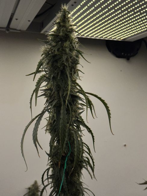 Cannabis plant under a grow light on a plain background