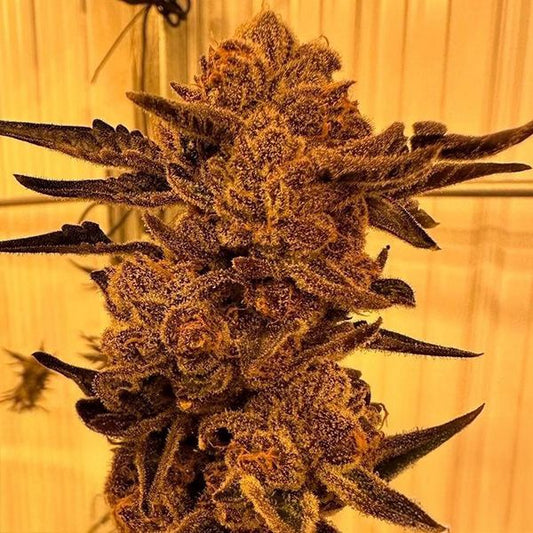 Close-up of a cannabis plant with a textured surface against a yellow background