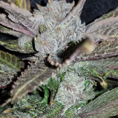 Close-up of a cannabis plant with detailed texture
