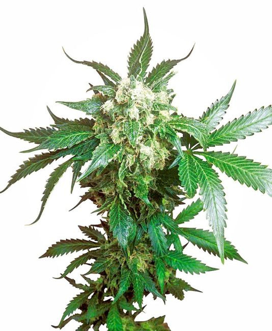 Close-up of a cannabis plant with green leaves and buds on a white background