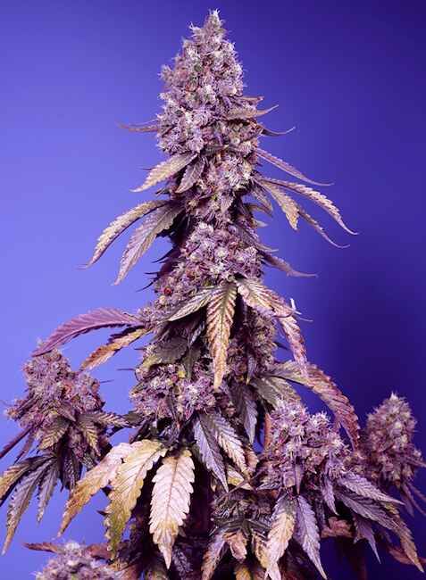 Black Muffin F1 Fast - Sweet Seeds