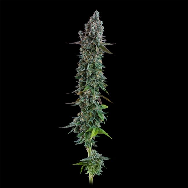 Cannabis plant on a black background