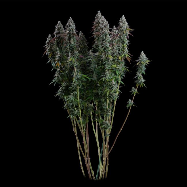 Bouquet of cannabis plants on a black background