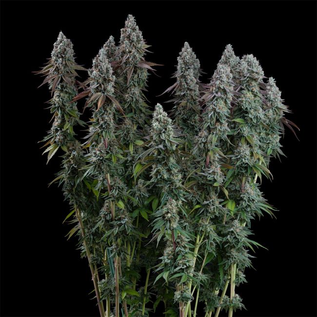 Close-up of a cannabis plant with dark background