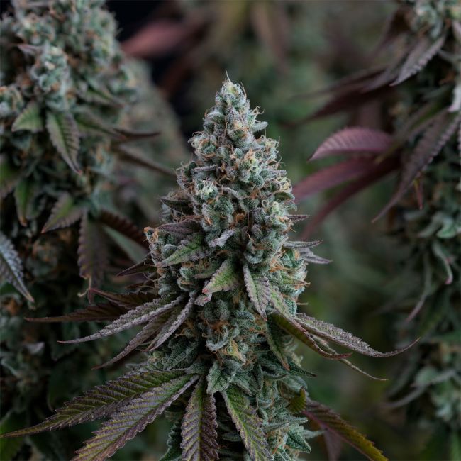 Close-up of a cannabis plant with a dark background