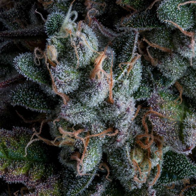 Close-up of frost-covered plant leaves with intricate details