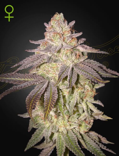 Close-up of a cannabis plant bud with a dark background