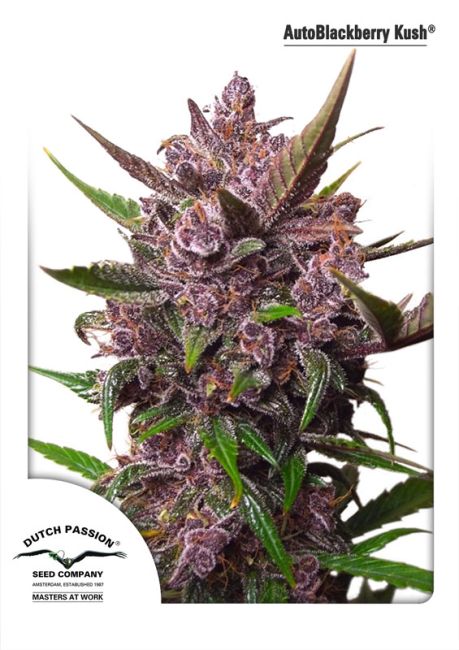 Close-up of a cannabis plant with purple flowers and green leaves, branded with Dutch Passion Seed Company.