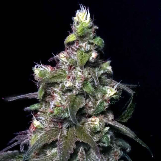 Close-up of a cannabis plant bud against a black background