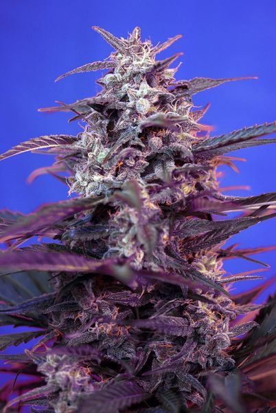 Bloody Skunk Auto - Sweet Seeds