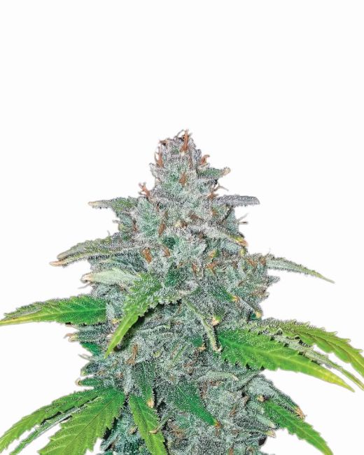 Close-up of a cannabis plant with green leaves and buds on a white background