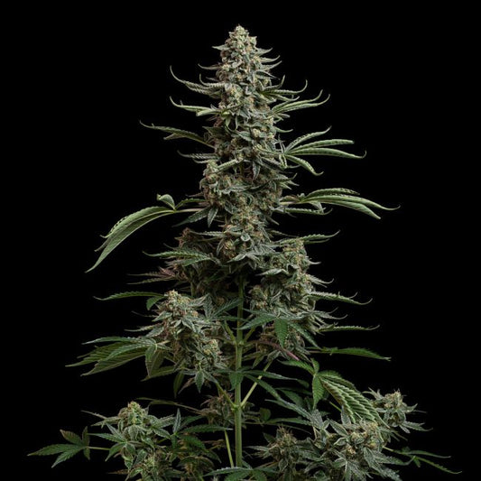 Cannabis plant with a black background