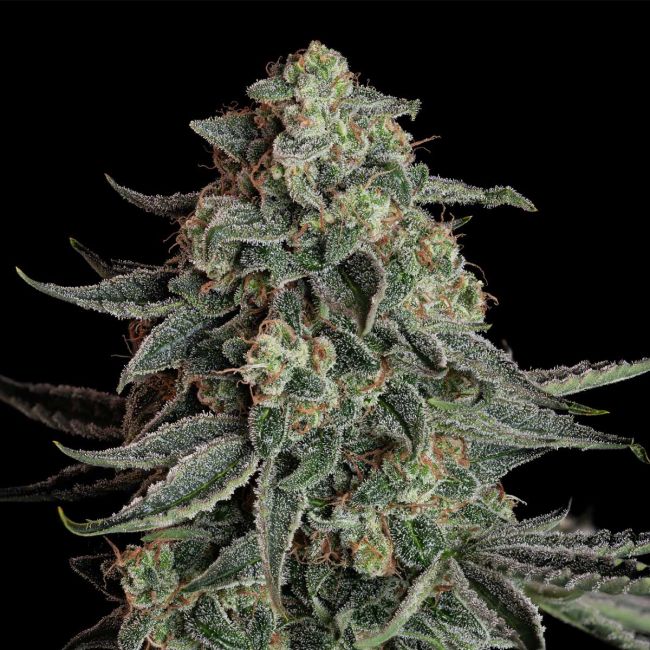 Close-up of a cannabis plant bud on a black background