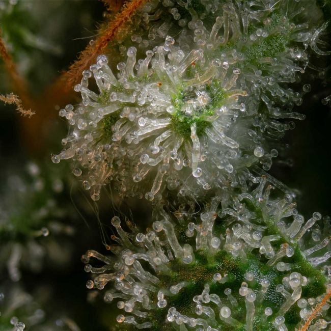 Close-up of a cannabis plant with trichomes on a dark background