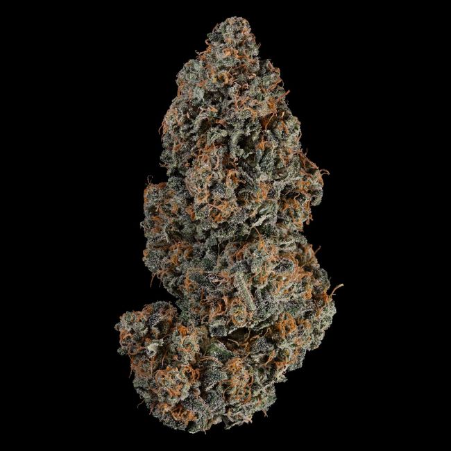 Close-up of a cannabis bud on a black background