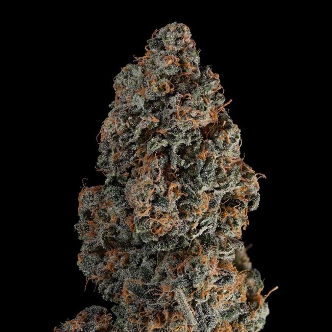 Close-up of a cannabis bud on a black background