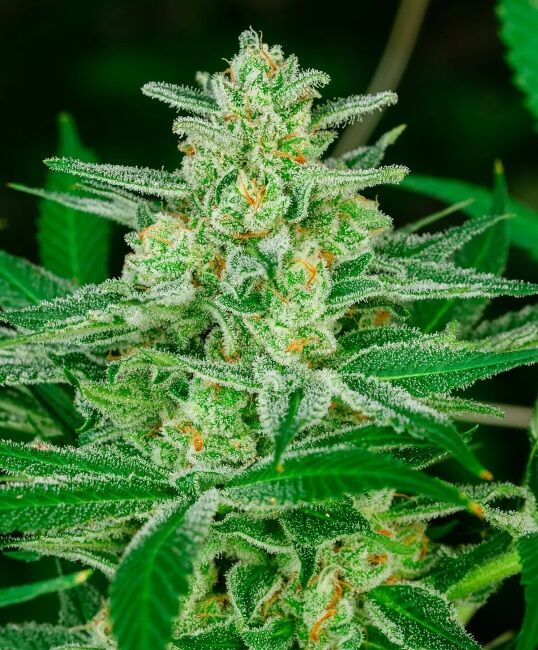 Blue Dream Fast - Atlas Seed