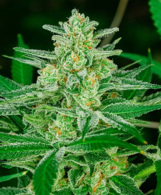Blue Dream Fast - Atlas Seed