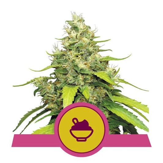 Cannabis plant with a pink and yellow logo at the bottom