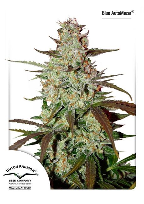 Blue Mazar Auto - Dutch Passion