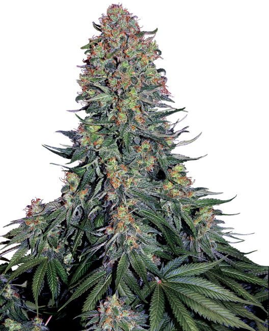 Mature cannabis plant with dense buds on a white background