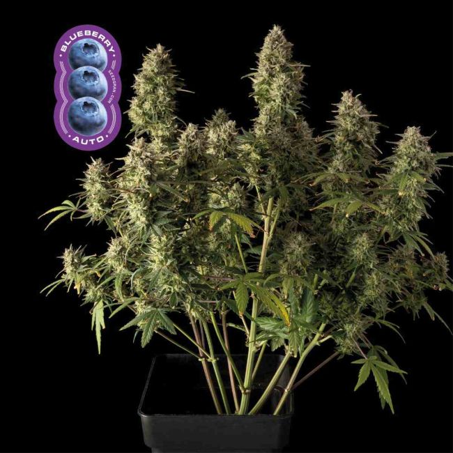 Potted cannabis plant with 'Blueberry' branding on a black background