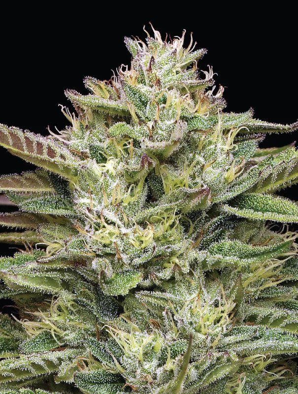 Close-up of a cannabis plant with a black background