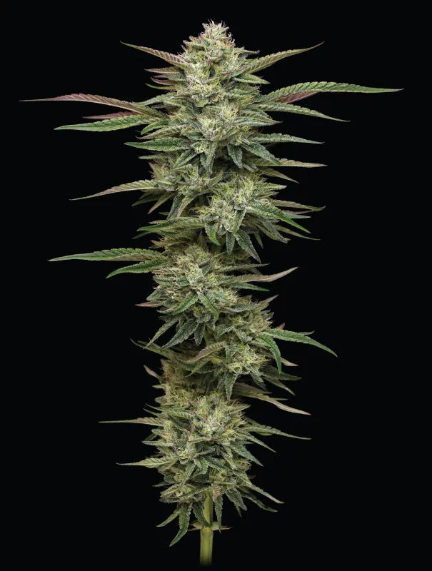 Close-up of a cannabis plant on a black background