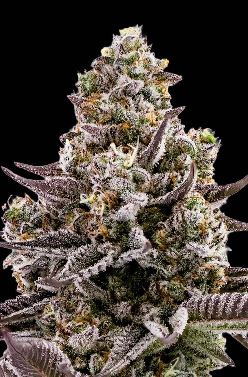 Close-up of a cannabis plant bud with frost on a black background
