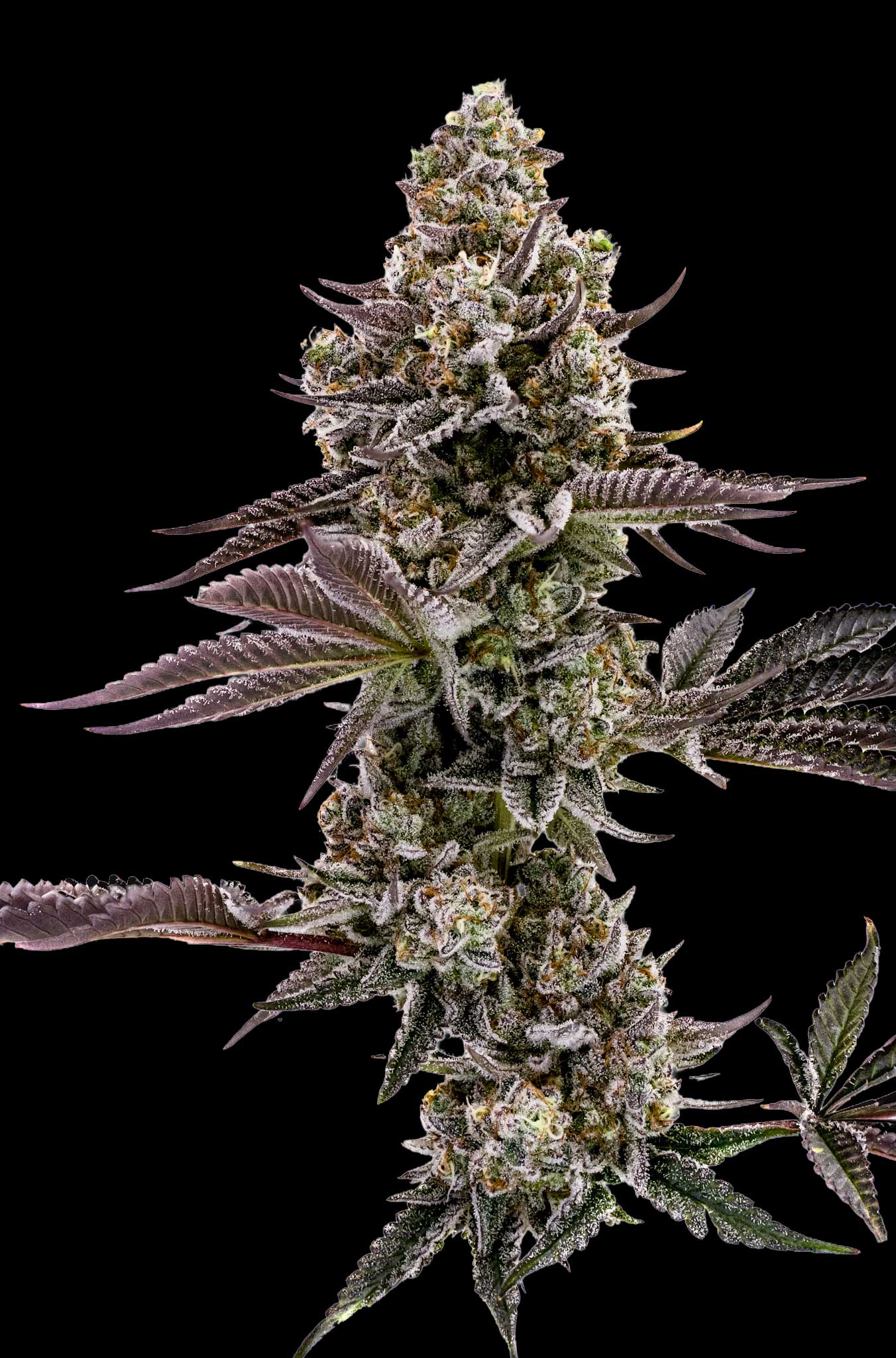 Close-up of a cannabis plant with a black background