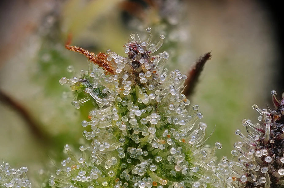 Close-up of a cannabis plant with trichomes on a blurred background
