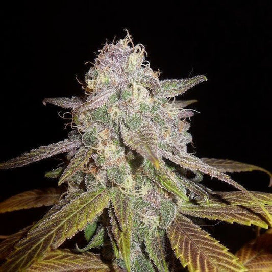 A close-up of a cannabis flower bud with green and purple tones, covered in fine trichomes, surrounded by leaves against a solid black background.