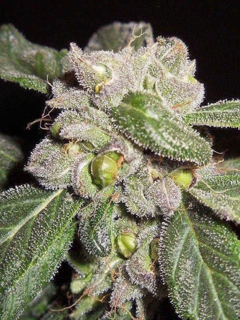 Blueberry F5 Regular - DJ Short