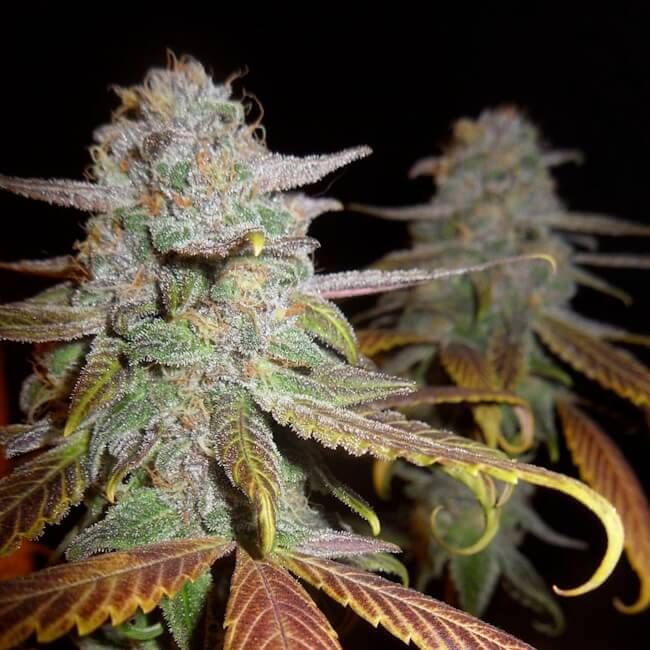 Close-up of a flowering cannabis bud with frosty white trichomes, green and purple tones, and curled yellowish leaves against a black background.