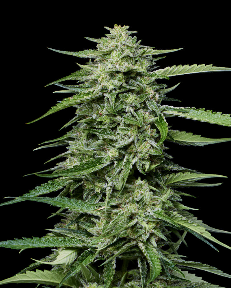 Close-up of a cannabis plant with a black background