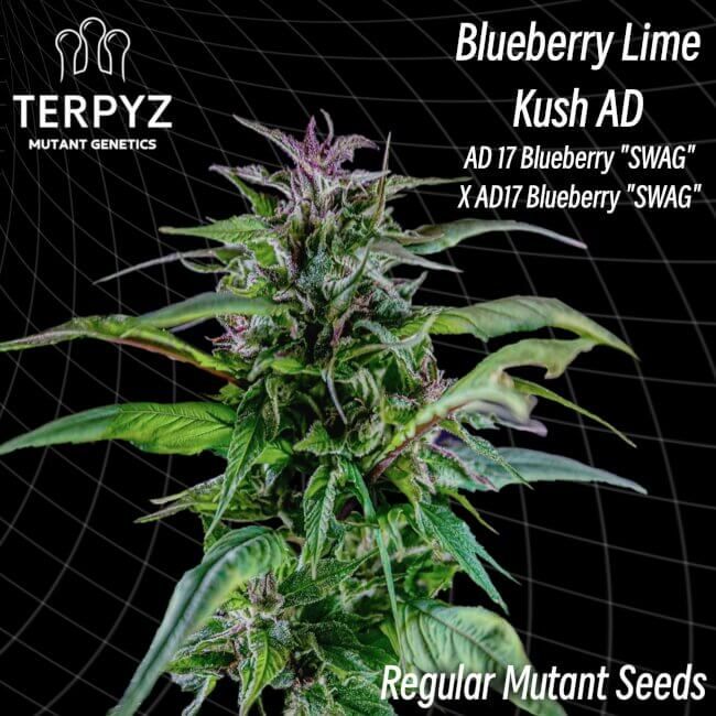 Cannabis plant with 'Blueberry Lime Kush AD' branding and genetic information on a dark background.