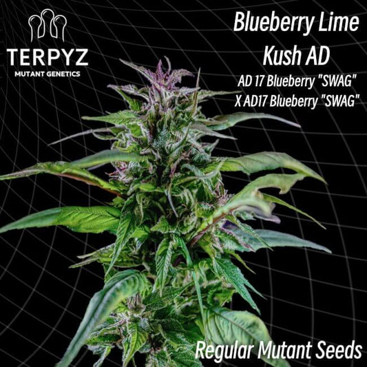Cannabis plant with 'Blueberry Lime Kush AD' branding and genetic information on a dark background.