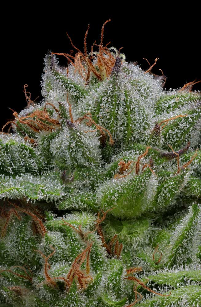 Close-up of a cannabis plant with frost on its leaves against a black background